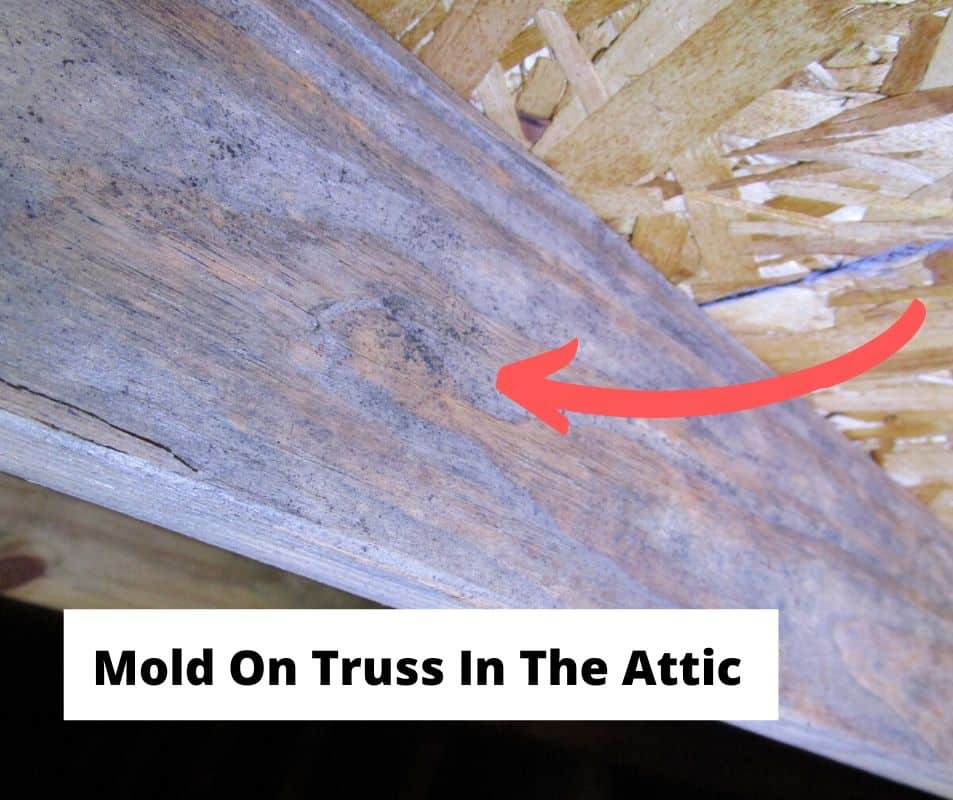 mold on wood truss in attic