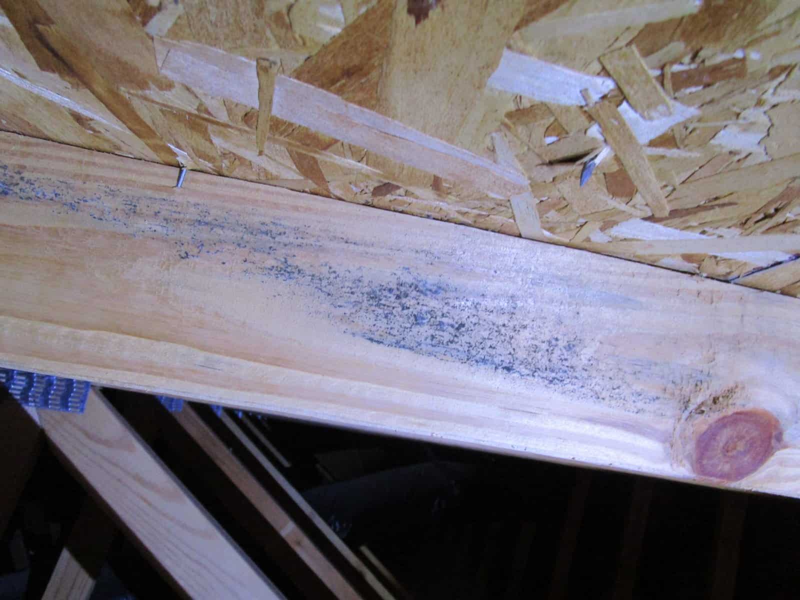 mold in attic