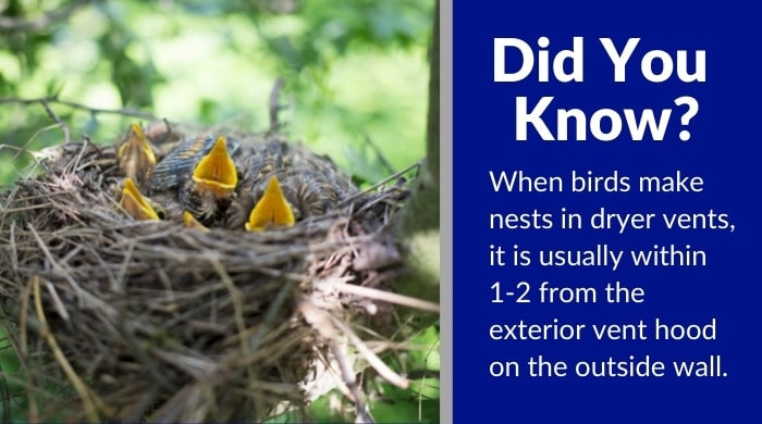 how to keep birds out of dryer vent (1)