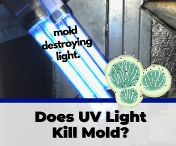 does uv light kill mold (1)