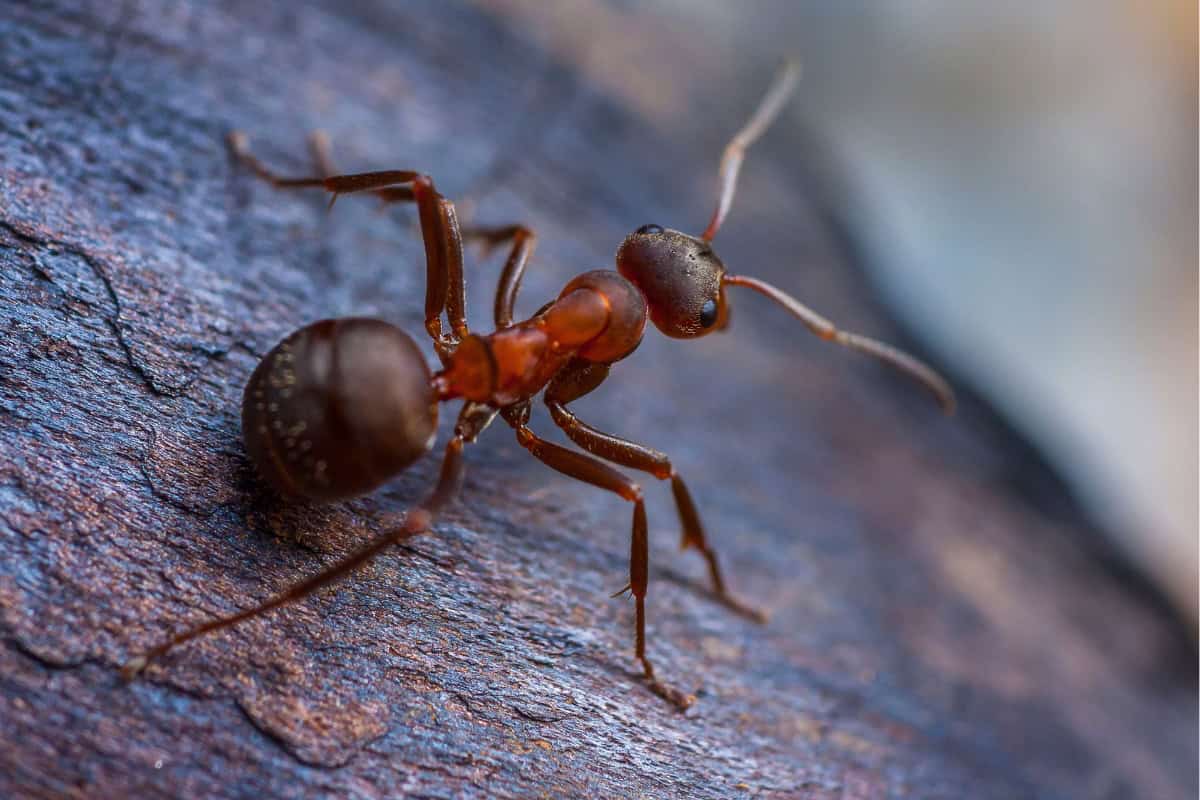 how to get rid of ants