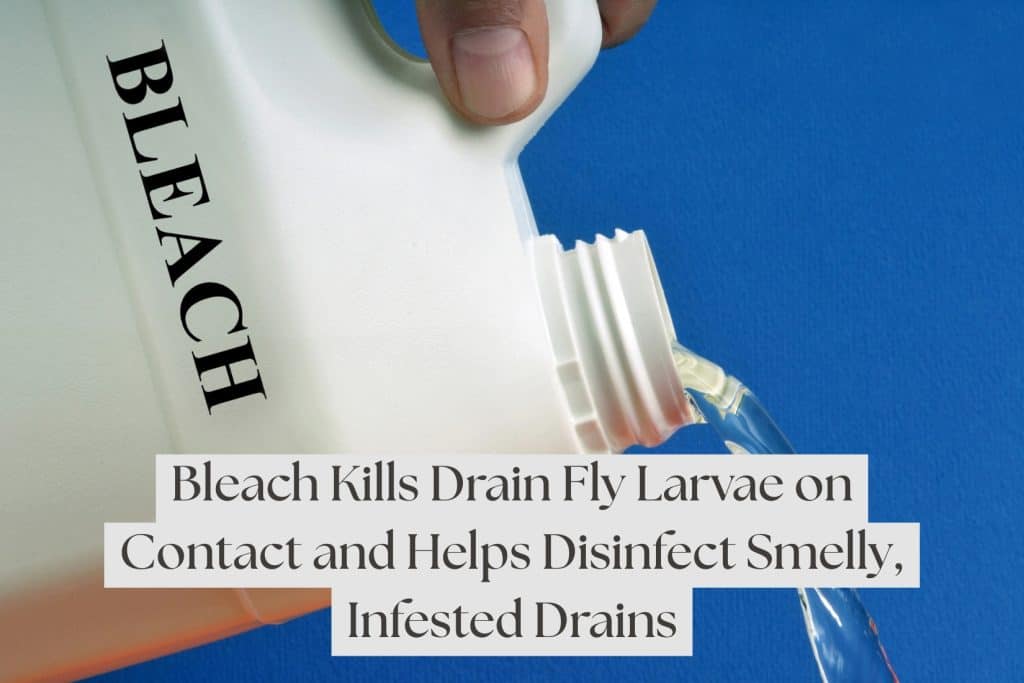 bleach for drain flies
