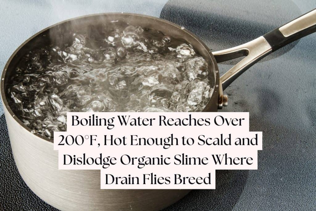boiling water to kill drain flies