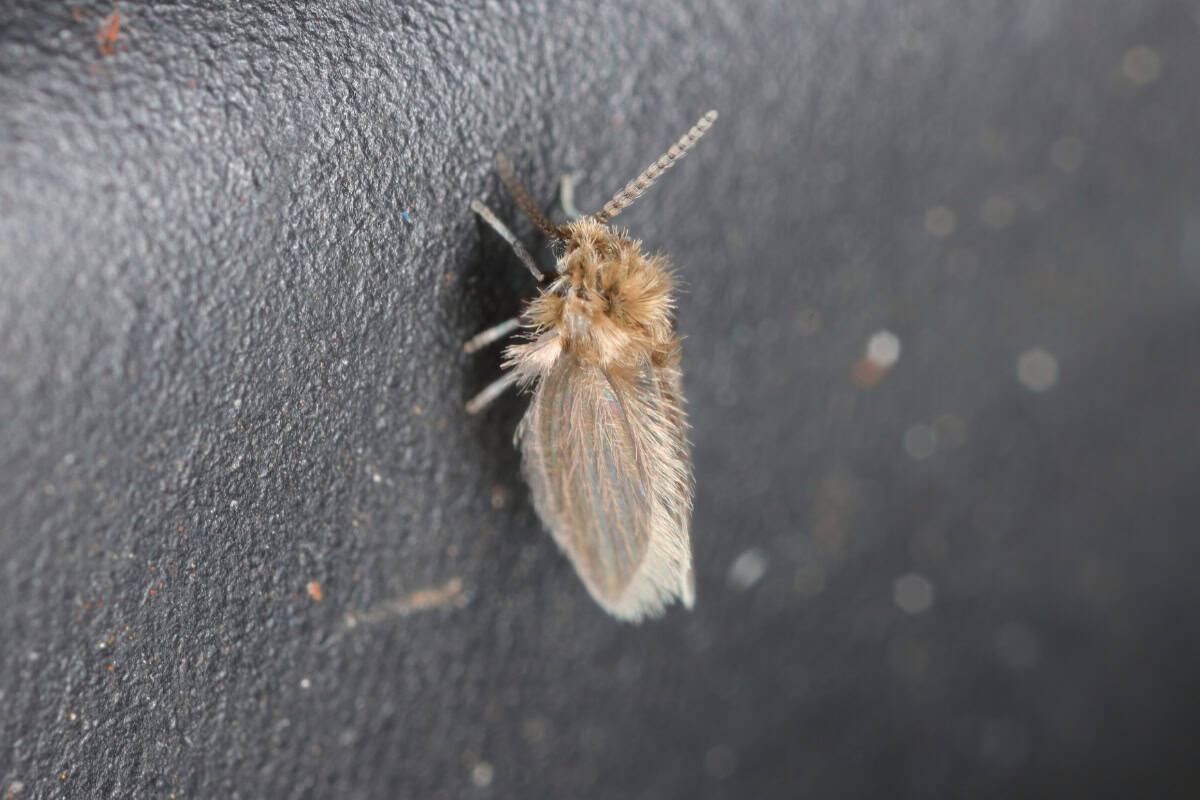 get rid of drain flies