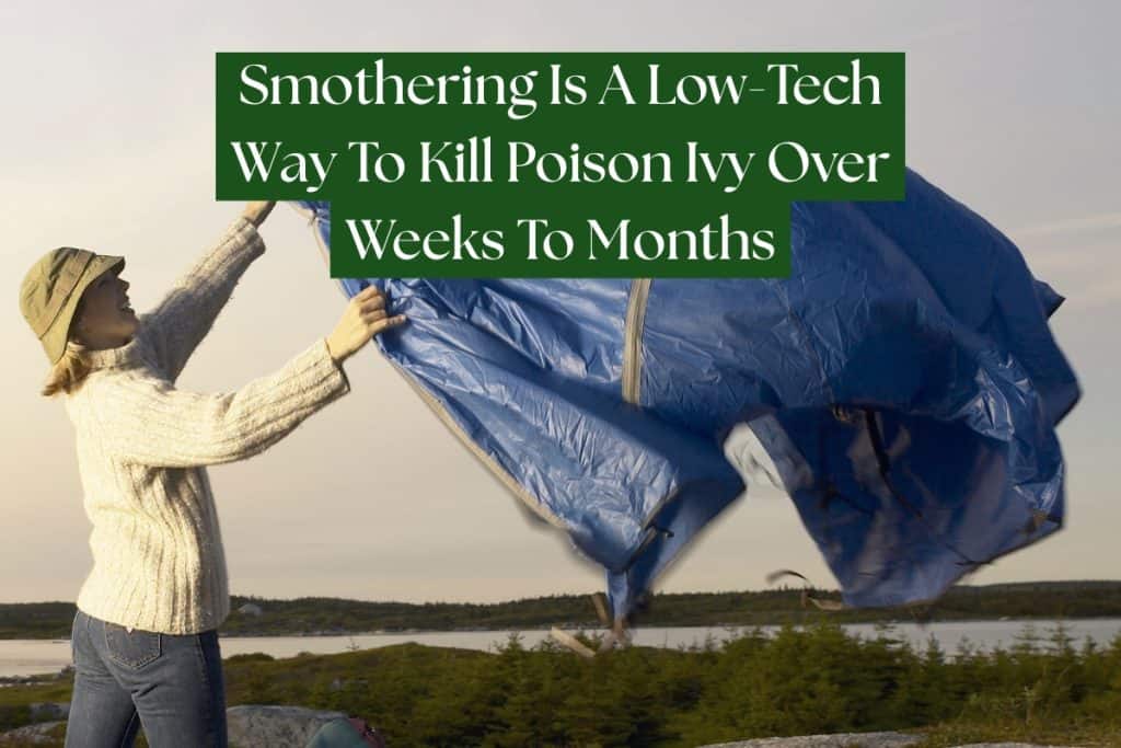 smothering to kill poison ivy (1)
