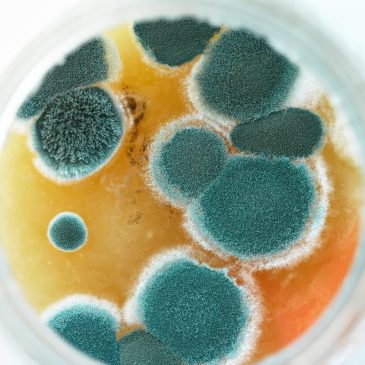 how much is a mold inspection